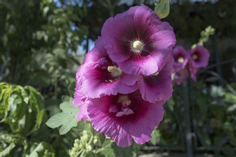 Hollyhock Flower Meaning Popular Types And Uses Petal Republic