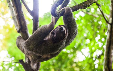 A Tour Group In Costa Rica Witnessed A Sloth Giving Birth In A Tree And The Video Is Amazing