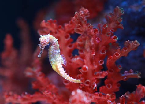 10 Fun Facts About Seahorses For Kids