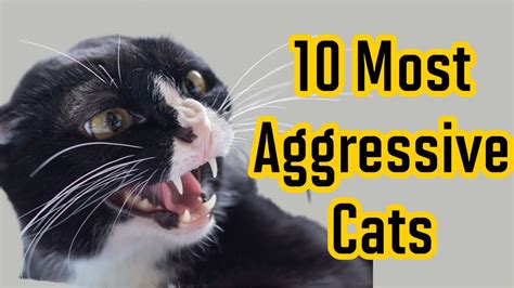 Top 10 Most Aggressive Cat Breeds Youtube