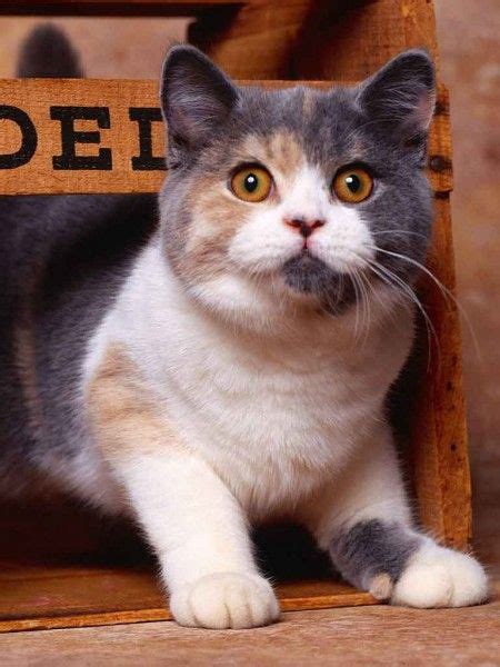 Dilute Calico Cat British Shorthair Cats Cute Cats And Kittens Cats
