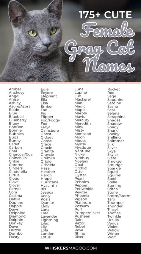 Pin On Cat Names Cat Name Ideas And Inspiration