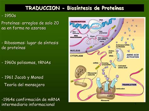 PPT TRADUCCION Biosíntesis de Proteínas PowerPoint Presentation free download ID