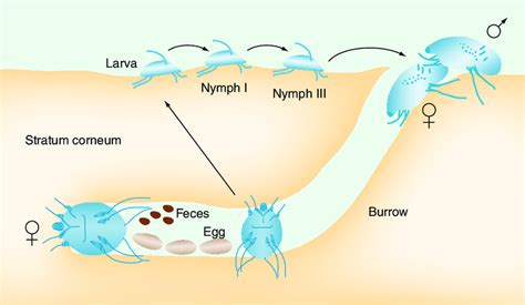 Life Cycle Of The Scabies Mite Only The Female Mite Creates A Burrow