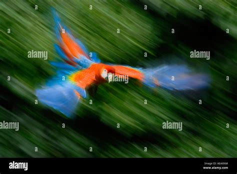 Scarlet Macaw Parrot Flying Ara Macao Stock Photo Alamy