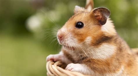 Where Do Hamsters Come From Squeaks And Nibbles