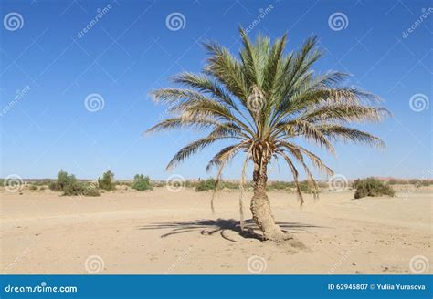 Palm Tree In Desert Stock Image Image Of Plant Oasis 62945807