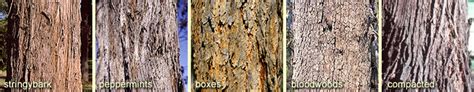 Different Tree Bark Types The Home Garden