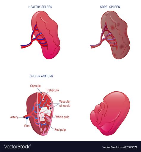 Spleen Milt Anatomy Icons Set Cartoon Style Vector Image