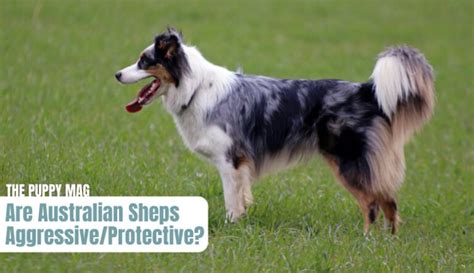 Are Australian Shepherds Aggressive Owners Must Know This The Puppy Mag