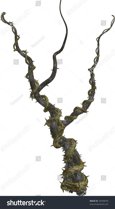 Climbing Vines With Thorns On A White Background Stock