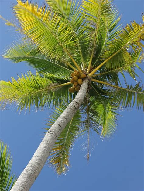 Coconut Tree Stock Image Image Of Tree Evergreen Nature 31019461