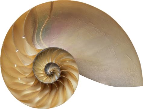 Sin coste para uso comercial sin necesidad de mencionar la fuente libre de derechos de autor. ZOOM DISEÑO Y FOTOGRAFIA: caracoles de mar para fotomontajes