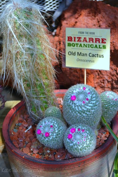 In addition, cacti absorb carbon dioxide at night to release oxygen. Visit the UNCC Botanical Gardens - Katie Talks Carolina