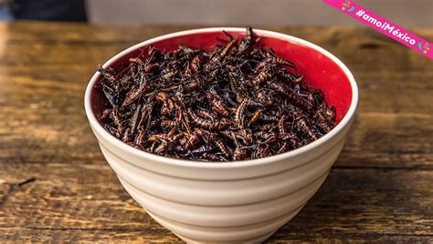 Insectos Que Se Comen En México Dónde Y Cómo Se Preparan Moi