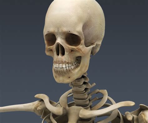 ArtStation - Human Female Anatomy - Body, Muscles, Skeleton, Internal
