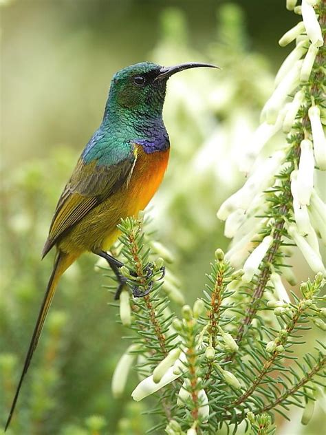 Take a look at the hard facts about 11 10 endangered and critically endangered african animal species that you can still see on wildlife safaris in africa. South African birds: Orange-breasted Sunbird » Wildlife Insight | South african birds, South ...