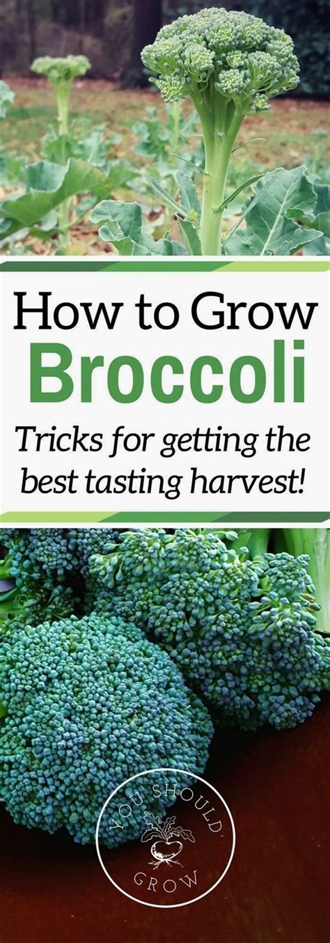Tricks To Growing Great Tasting Broccoli You Should Grow Organic