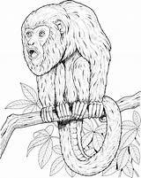 Monkey Coloring Howler Tamarin Tree Monkeys Realistic Golden Lion Printable Supercoloring Primate Branch Library Differences Sitting 2134 78kb sketch template