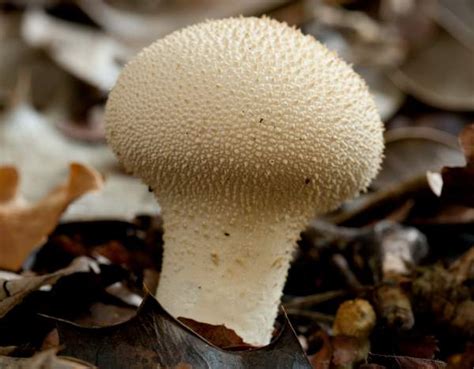 Puffball Mushroom Scientific Name All Mushroom Info