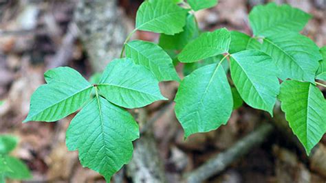 Poison Ivy Or Virginia Creeper K State Horticulture Expert Explains