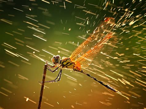 2011 National Geographic Photo Contest Winners — Photography Office