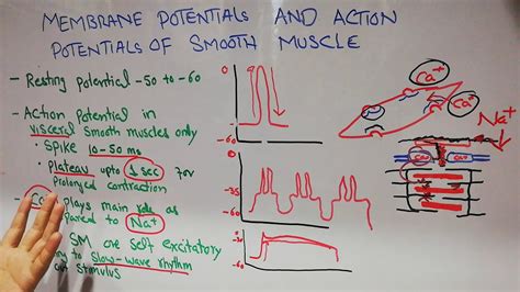 Guyton Chapter 8 Membrane Potentials And Action Potentials Of Smooth