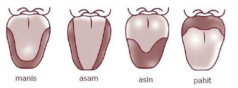 Peta atau map adalah gambar seluruh atau sebagian permukaan bumi dalam bidang datar dengan perbandingan tertentu. SMPIT DARUL ABIDIN: 'PETA LIDAH' YANG TERBANTAHKAN