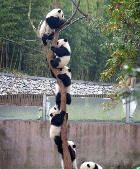 The Panda Tree Too Cute To Bear