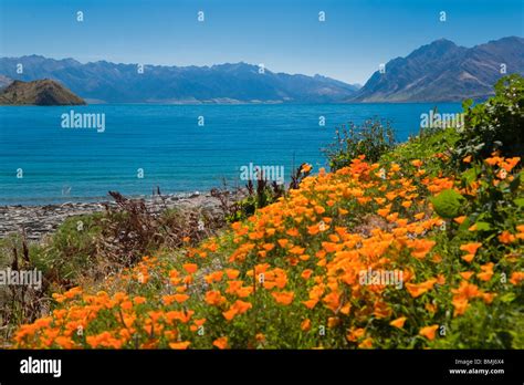Views Over Lake Hawea South Island New Zealand Stock Photo Alamy