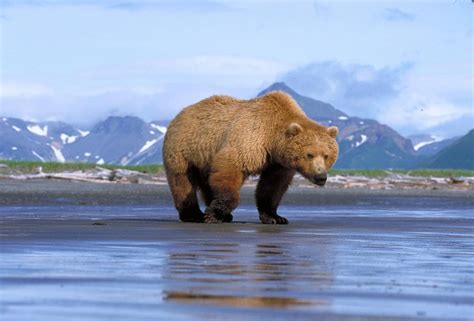 Brown Grizzly Bear Facts North American Bear Centernorth American