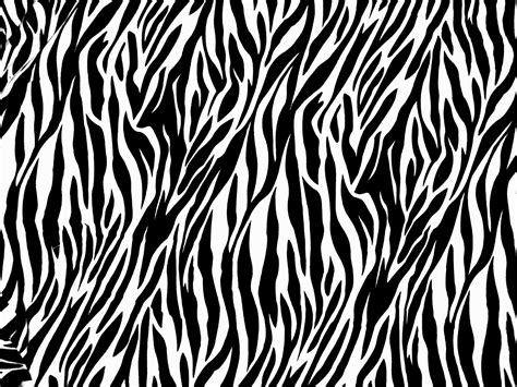 Zebra Print Animals Photos