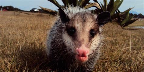 El Tlacuache El Marsupial Mexicano