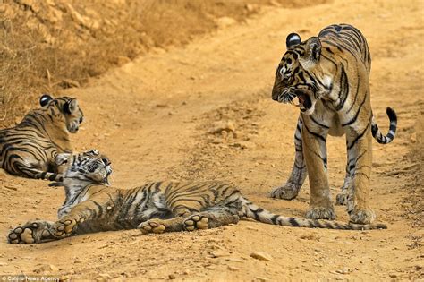 Mother Tiger Gives Her Cheeky Cub A Ferocious Telling Off Daily Mail