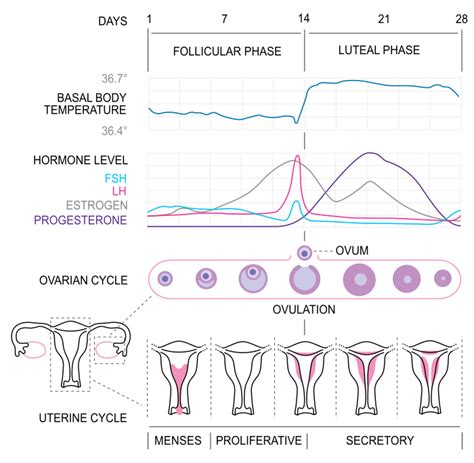 ovulation wikipedia