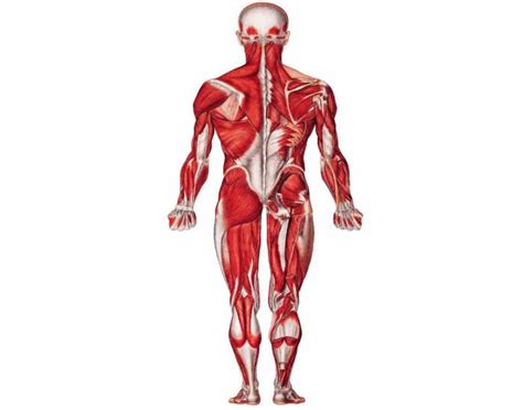The human musculoskeletal system is no exception to this dichotomy. Posterior Muscles of the Human Body - PurposeGames