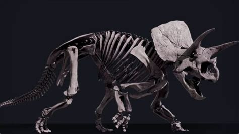 Horridus The Most Complete Triceratops Fossil Is On Display At Melbourne Museum News18