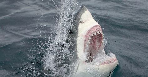 Terrifying Footage Shows A Great White Shark Attacking A Fishing Boat