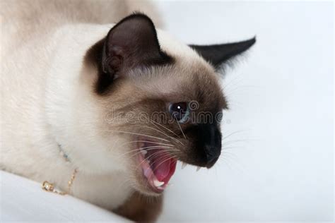 Siamese Cat Angry Best Cat Wallpaper