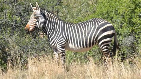 Mountain Zebra National Park Cradock South Africa Youtube