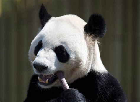 In Pictures Giant Pandas Make Their Debut At Toronto Zoo The Globe