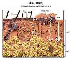 This overview of normal moles pictures includes pictures of moles and other skin spots that you can use as a first comparison to any moles on your body. Skin Model Labeled - Bing Images | Biology | Pinterest | Models, Image search and Search