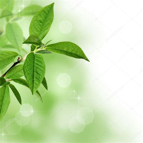 Green Leaves Border With Copy Space — Stock Photo