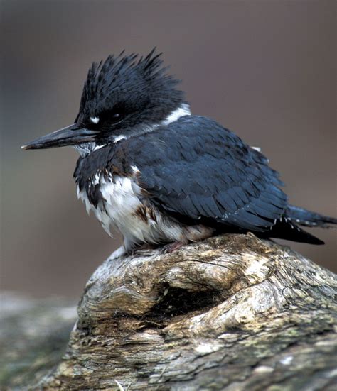 Kingfisher Types Habitat And Diet Britannica