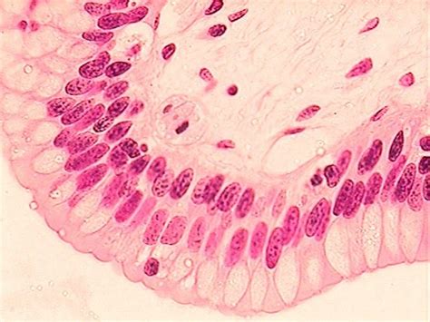 Aandp1 Week 3 Histology Stratified Squamous Epithelium