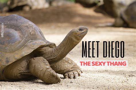 Sexy Turtle Diego Saves His Species From Extinction Omtimes