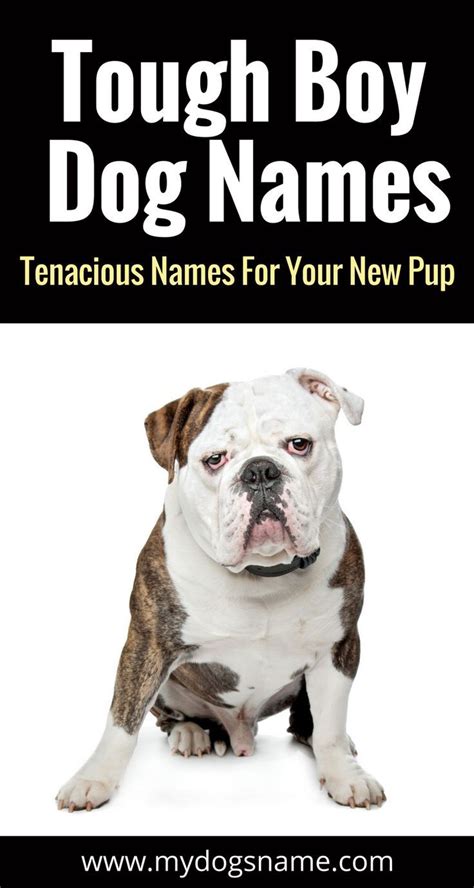 This dog is considered the national dog breed of england. Names | Boy dog names, Dog names, Best dog names