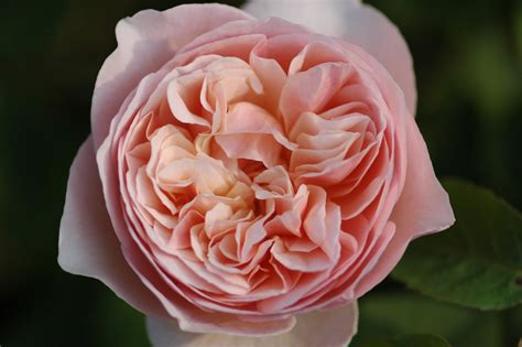 Sweet Juliet Rose Online Kaufen Bei Schmid Gartenpflanzen