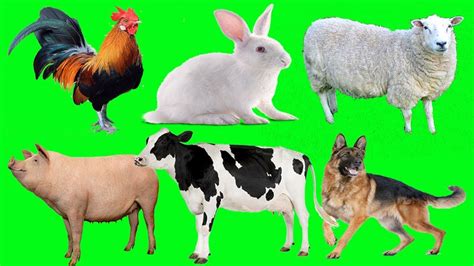 Babi, lembu, anjing, kucing di Pulau Pinang dikenakan caj pindah