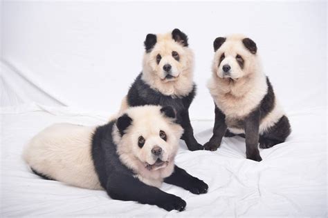 A Dog That Looks Like A Panda